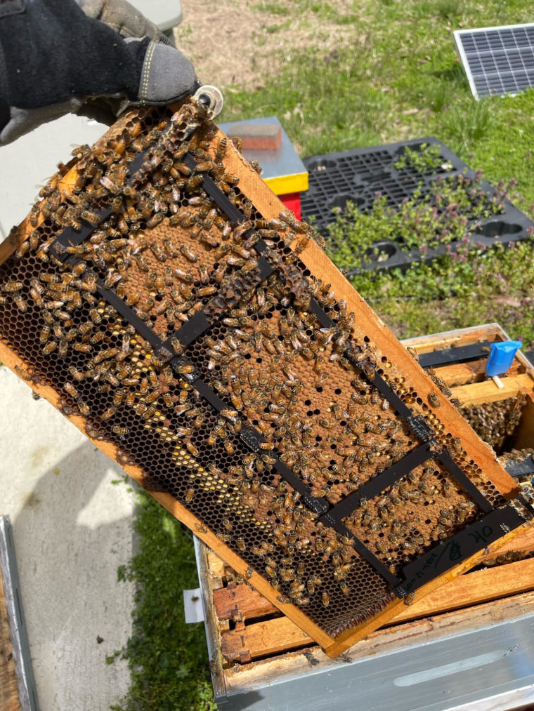 USDA Hive Update/Checkup